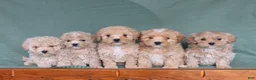 Maltipoo dogs for sale: Honey - Ad 2