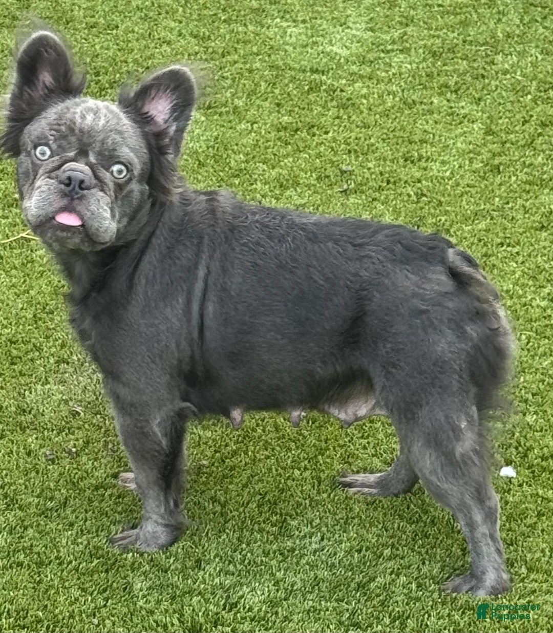 French Bulldog dogs for sale: FLUFFY MAHOMES - Ad 9