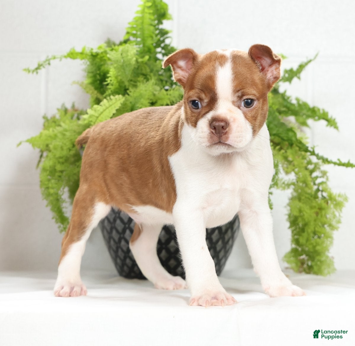 Boston Terrier dogs Cody - Ad 1