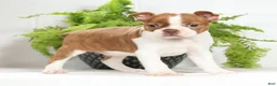 Boston Terrier dogs for sale: Cody - Ad 1
