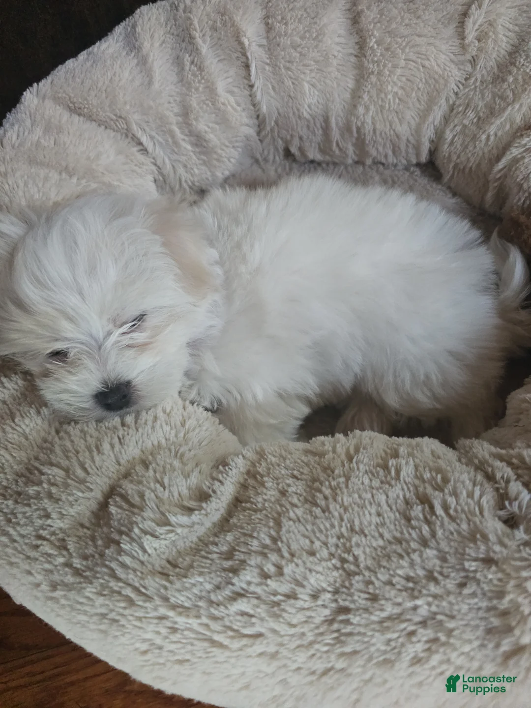 Maltese dogs for sale: ISIS - Ad 2