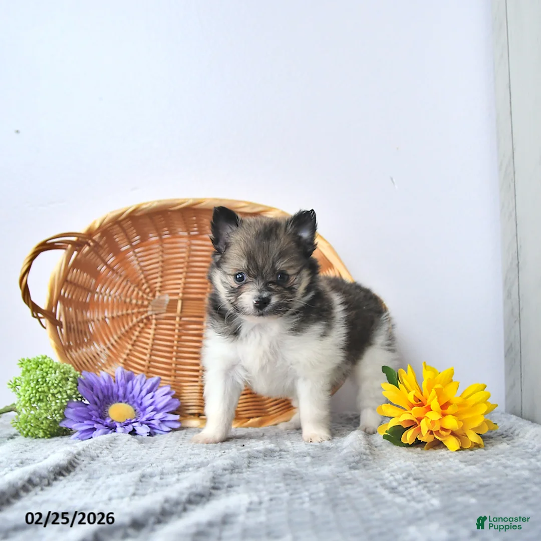 Pomeranian dogs for sale: Tinker - Ad 4