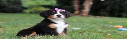 Bernese Mountain Dog dogs for sale: Scarlett - Ad 7