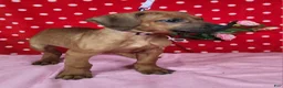 Rhodesian Ridgeback dogs for sale: Cloe - Ad 7