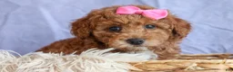 Miniature Poodle dogs for sale: ANGIE - Ad 16