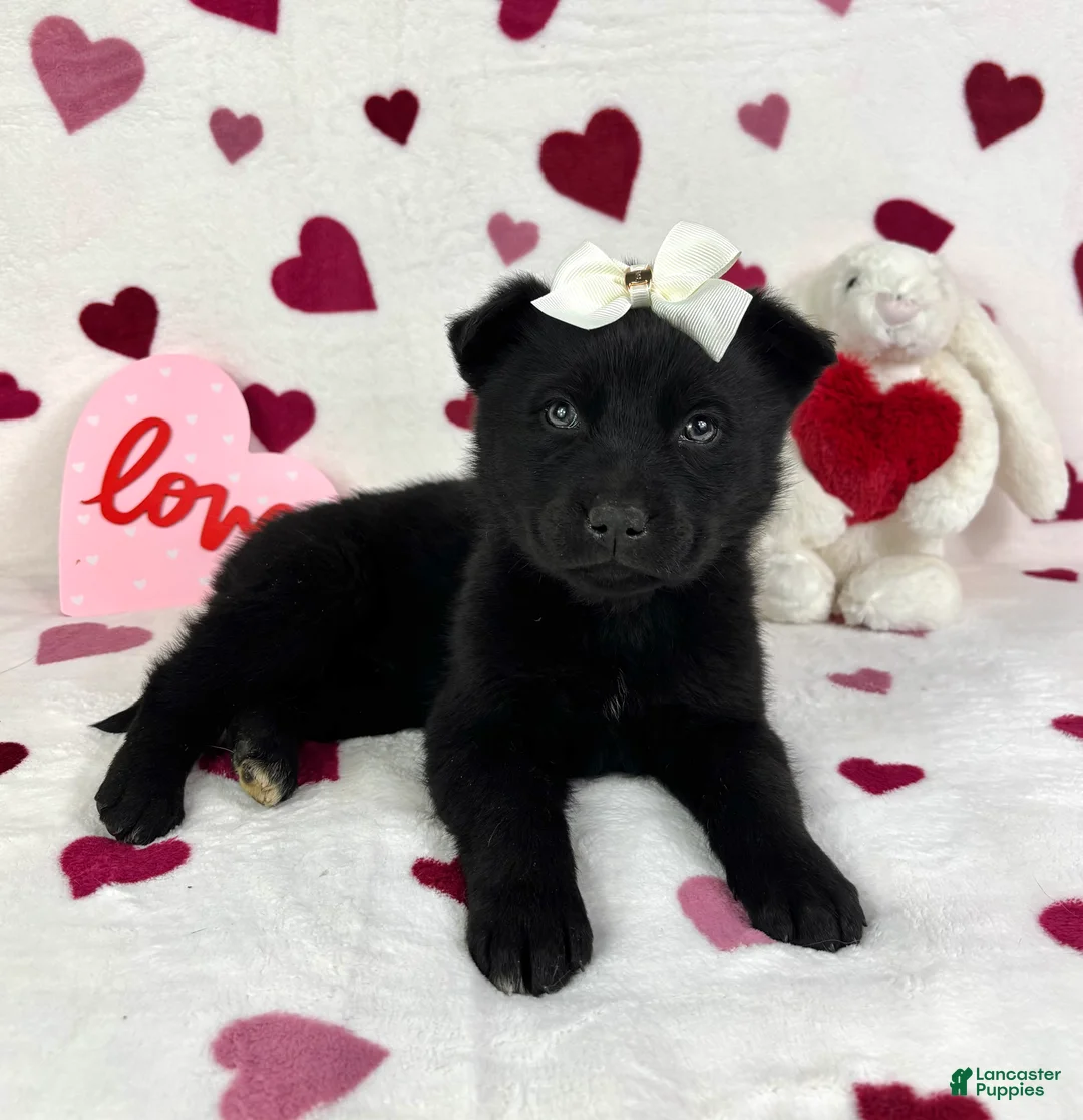 Mixed Breed dogs for sale: Clara - Ad 2