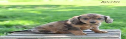 Miniature Dachshund dogs for sale: Sparkle  - Ad 5