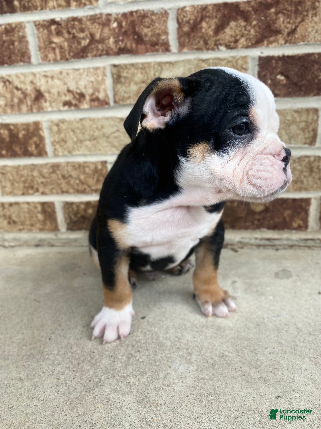 English Bulldog dogs for sale: Dali - Ad 7