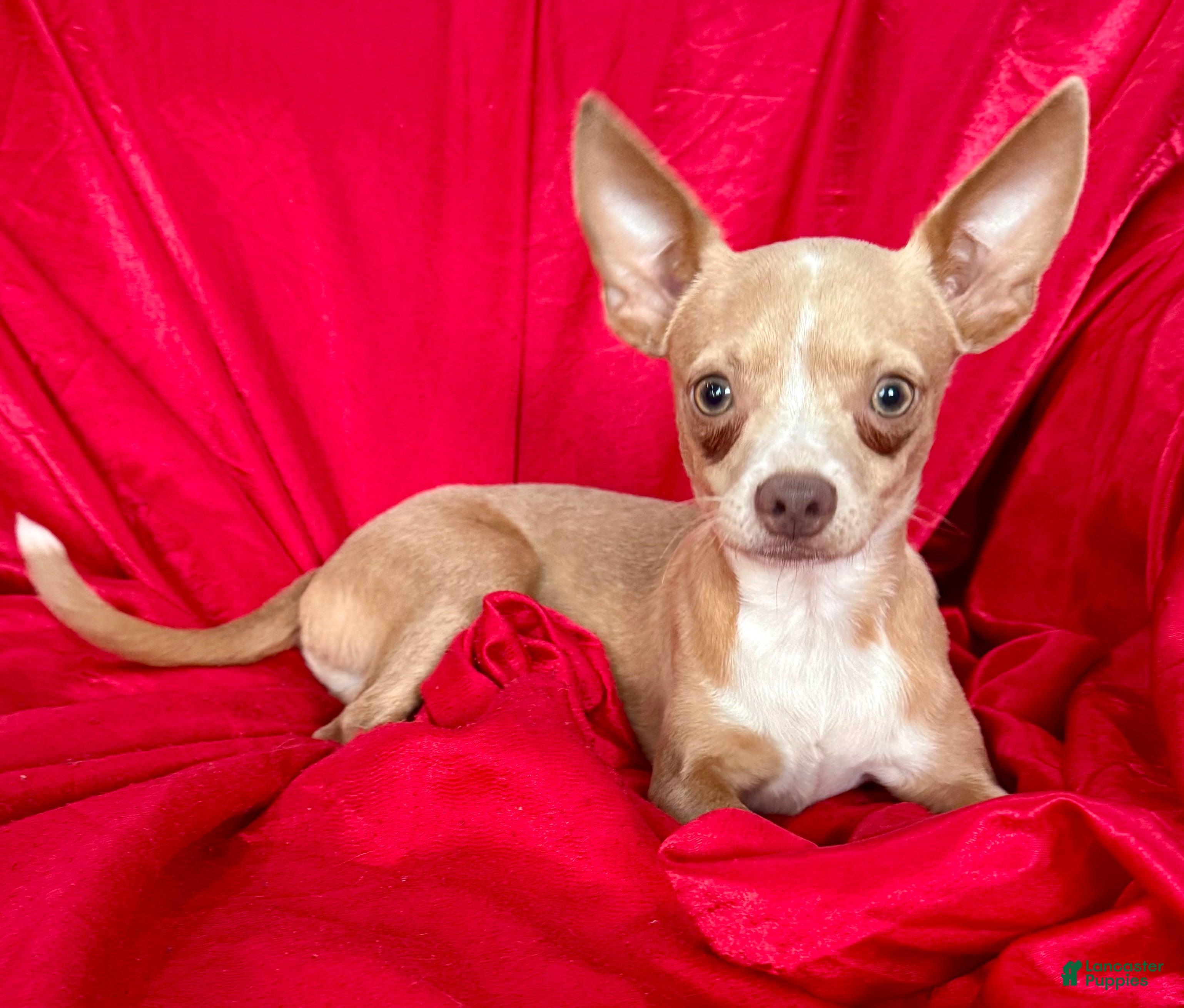 Chihuahua dogs for sale: Goldie - Ad 1