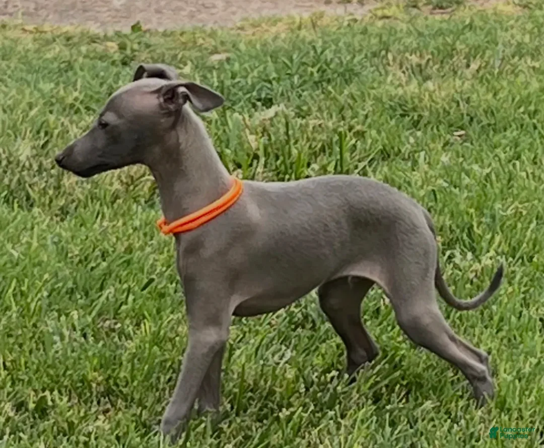 Italian Greyhound dogs for sale: Axel - Ad 12