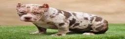 American Bully dogs for sale: Chocolate Merle Female - Ad 3