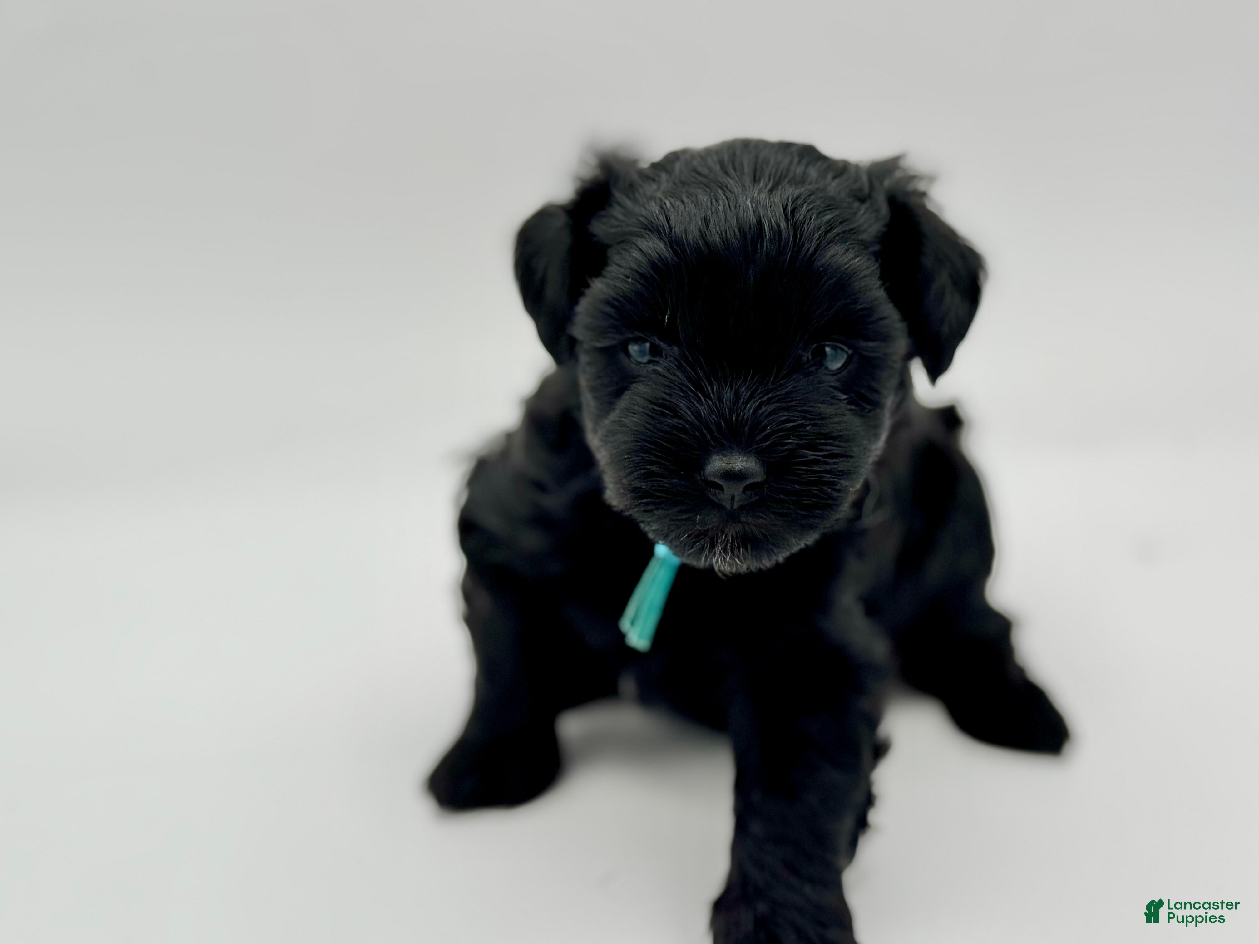 Miniature Schnauzer dogs Clover - Ad 1