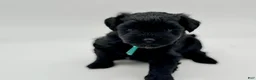 Miniature Schnauzer dogs for sale: Clover - Ad 4