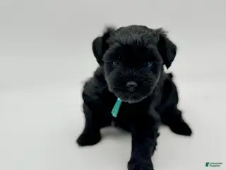 Miniature Schnauzer dogs for sale: Clover - Ad 4