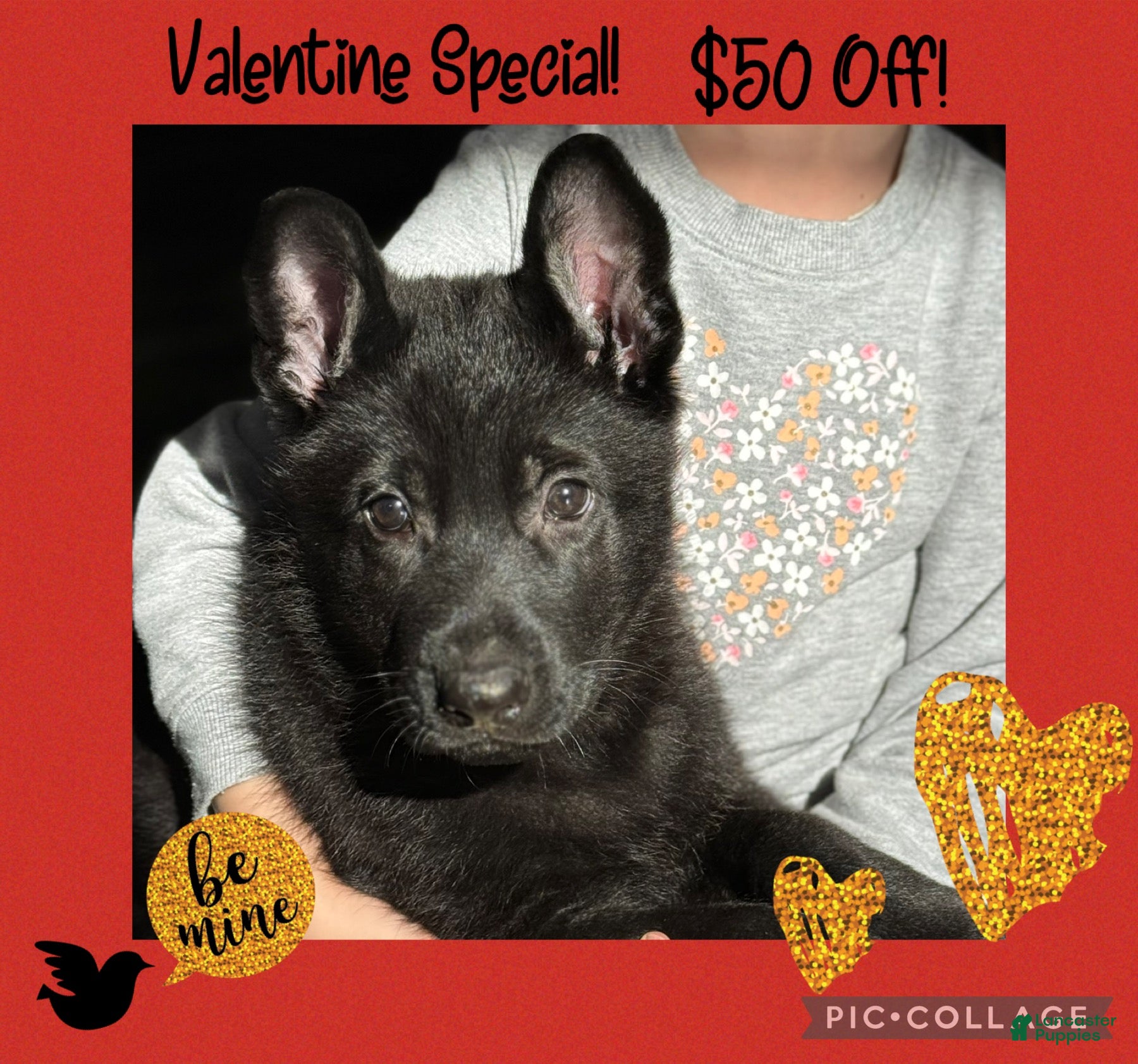 German Shepherd dogs Durango - Ad 20