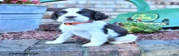 English Springer Spaniel dogs for sale: Trixie - Ad 4
