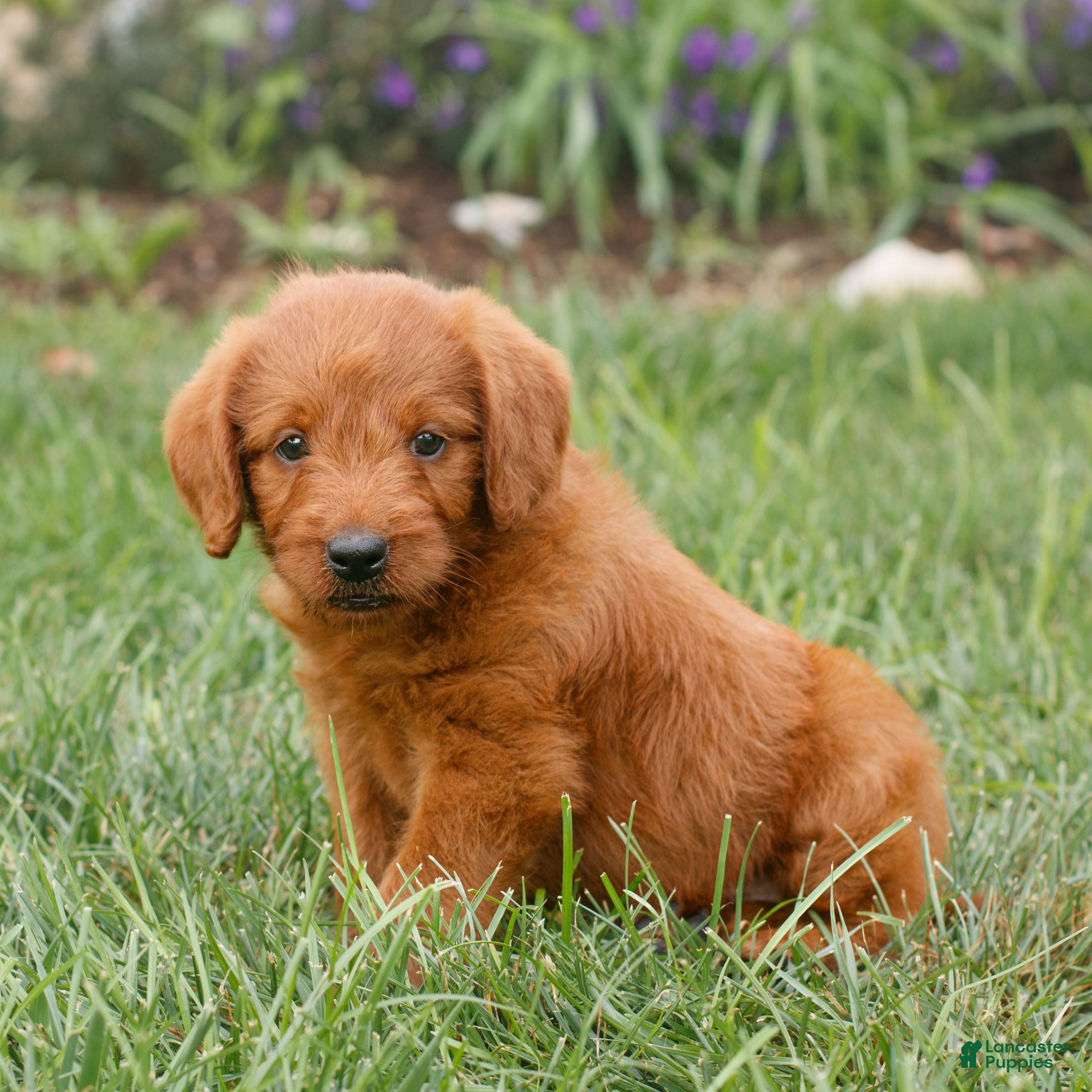 Miniature Labradoodle dogs Felix  - Ad 2