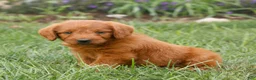 Miniature Labradoodle dogs for sale: Felix  - Ad 2