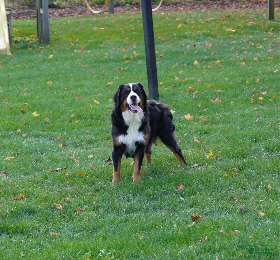 Mini Bernedoodle dogs for sale: Benji - Ad 8