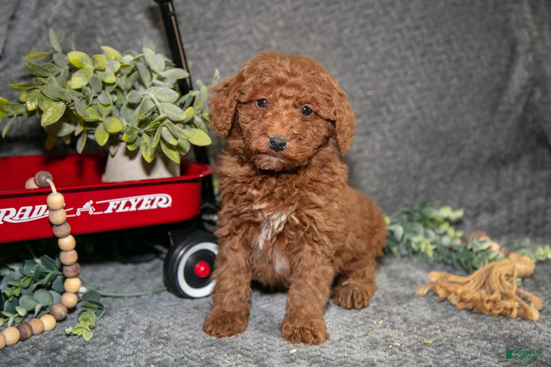 Miniature Poodle dogs for sale: Brooks - Ad 1