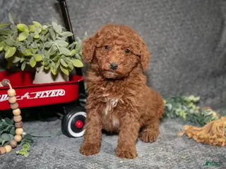 Miniature Poodle dogs Brooks - Ad 24