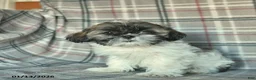 Shih Tzu dogs for sale: Sarge - Ad 2