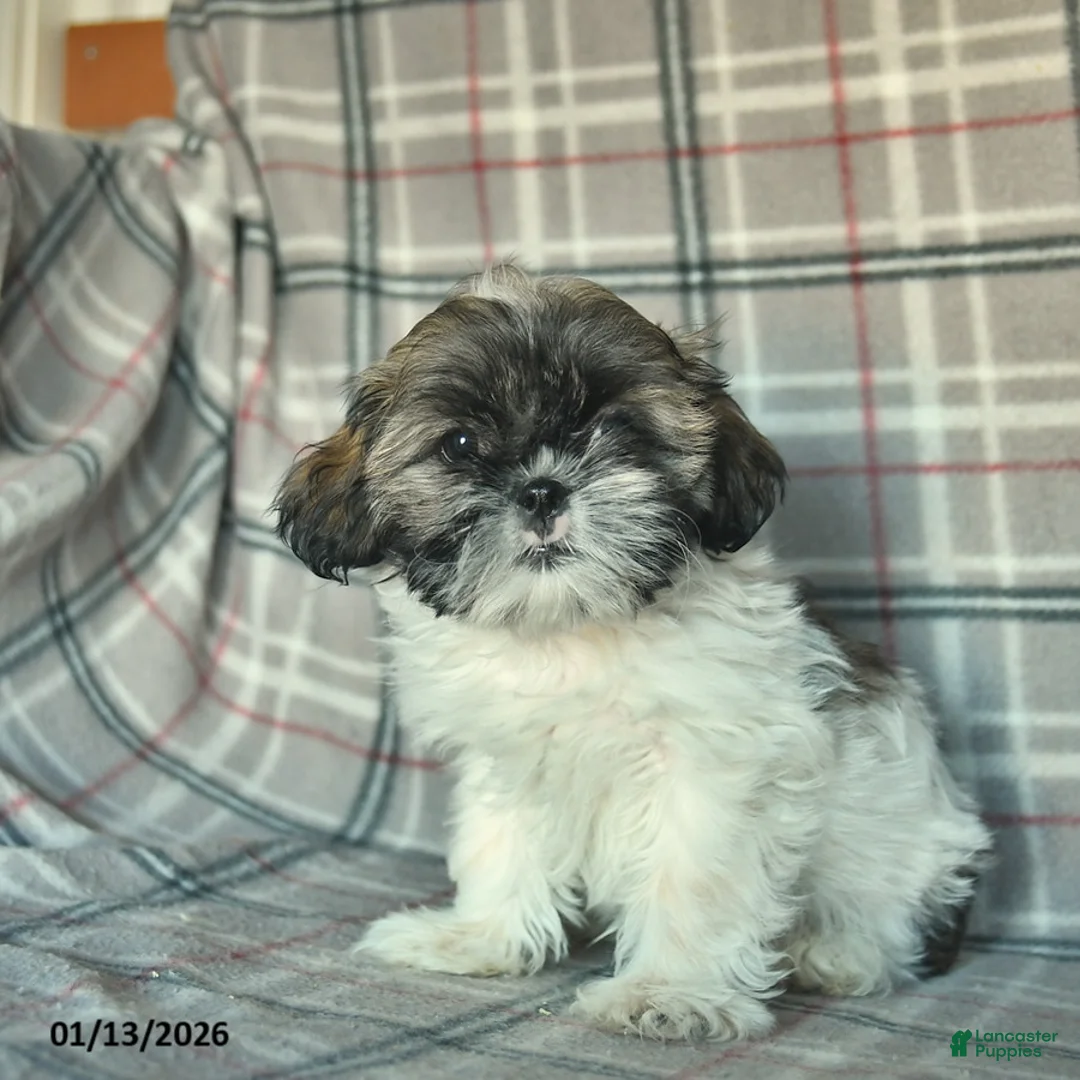 Shih Tzu dogs for sale: Sarge - Ad 2