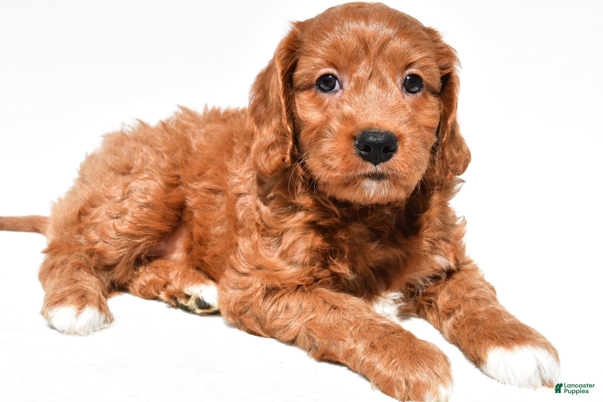Mini Goldendoodle dogs Hope - Ad 1