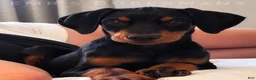Doberman Pinscher dogs for sale: Negan - Ad 5