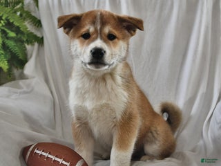 Mixed Breed dogs - Ad 9