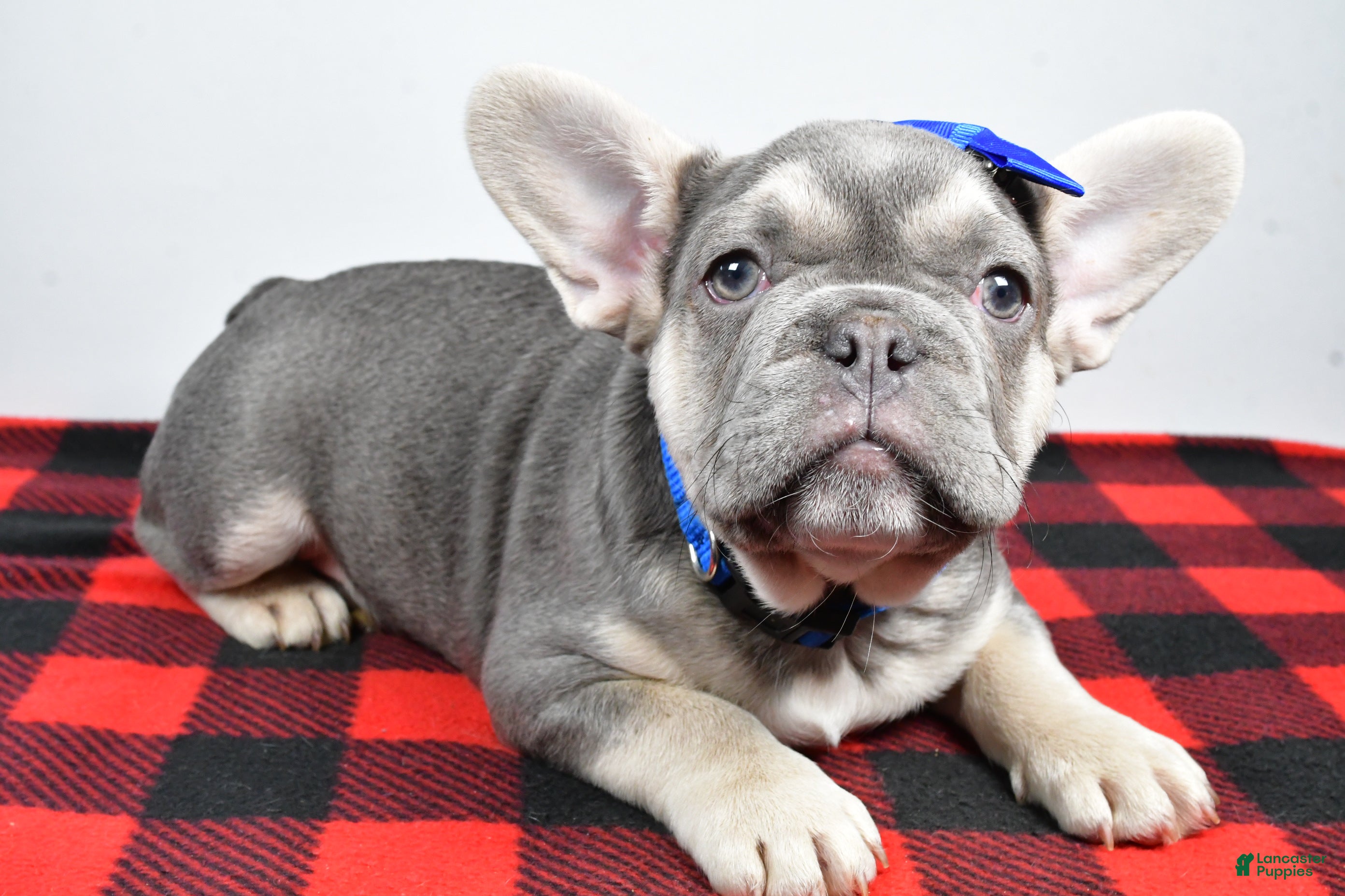 French Bulldog dogs Carl  - Ad 21