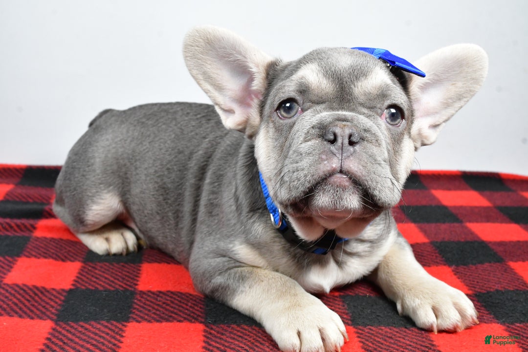French Bulldog dogs for sale: Carl  - Ad 1