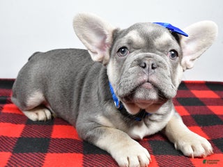 French Bulldog dogs Carl - Ad 14