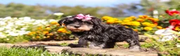 Miniature Schnauzer dogs for sale: Emmy - Ad 3