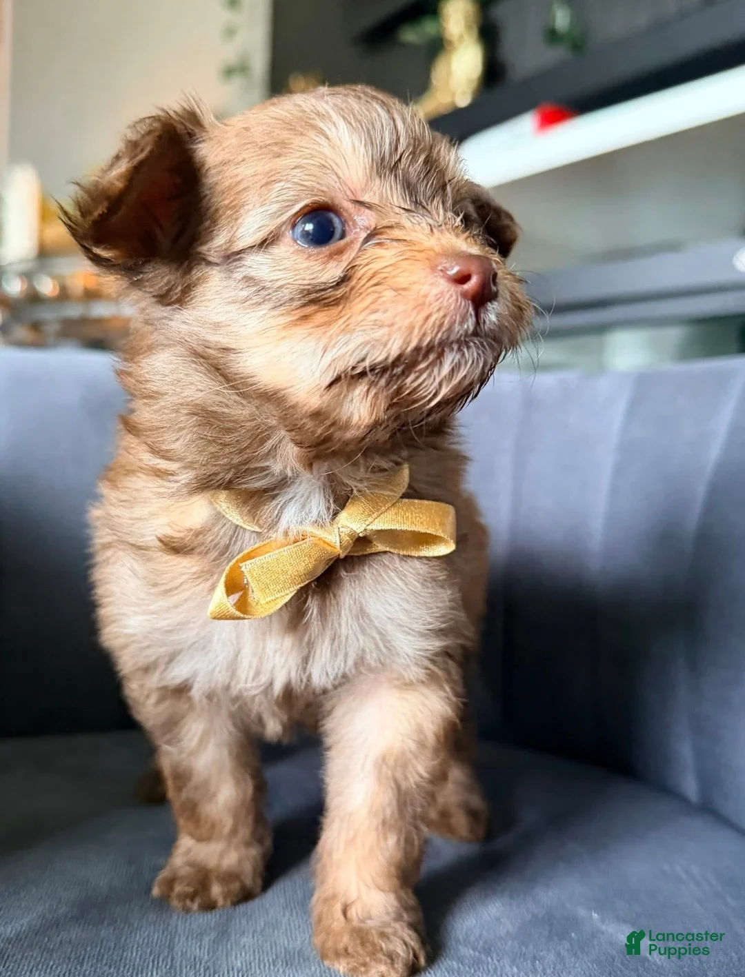 Pomapoo dogs for sale: Pomapoo 1 - Ad 1