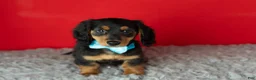 Miniature Dachshund dogs for sale: Oscar - Ad 1