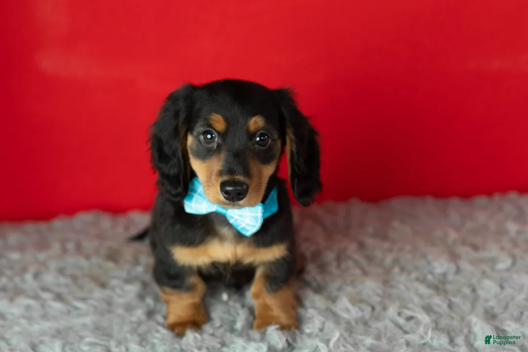 Miniature Dachshund dogs for sale: Oscar - Ad 1