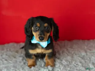 Miniature Dachshund dogs Oscar - Ad 6