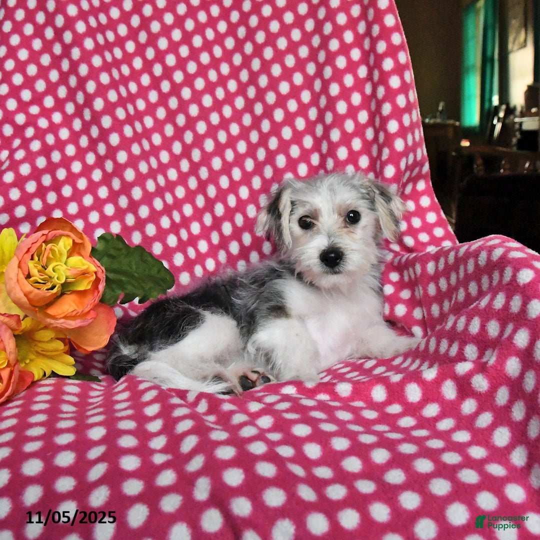 Morkie dogs for sale: Miles - Ad 4