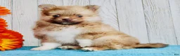 Pomeranian dogs for sale: Apollo - Ad 2