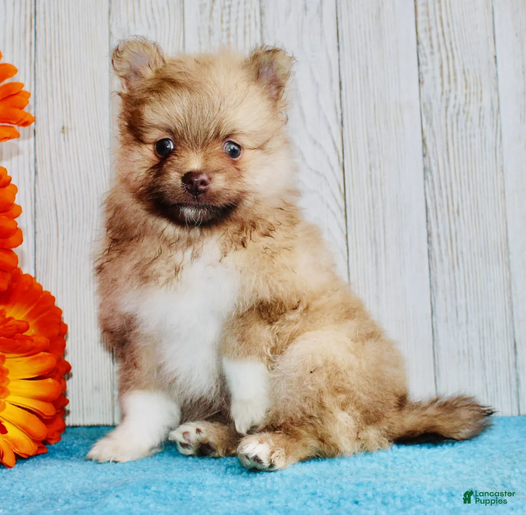 Pomeranian dogs for sale: Apollo - Ad 2
