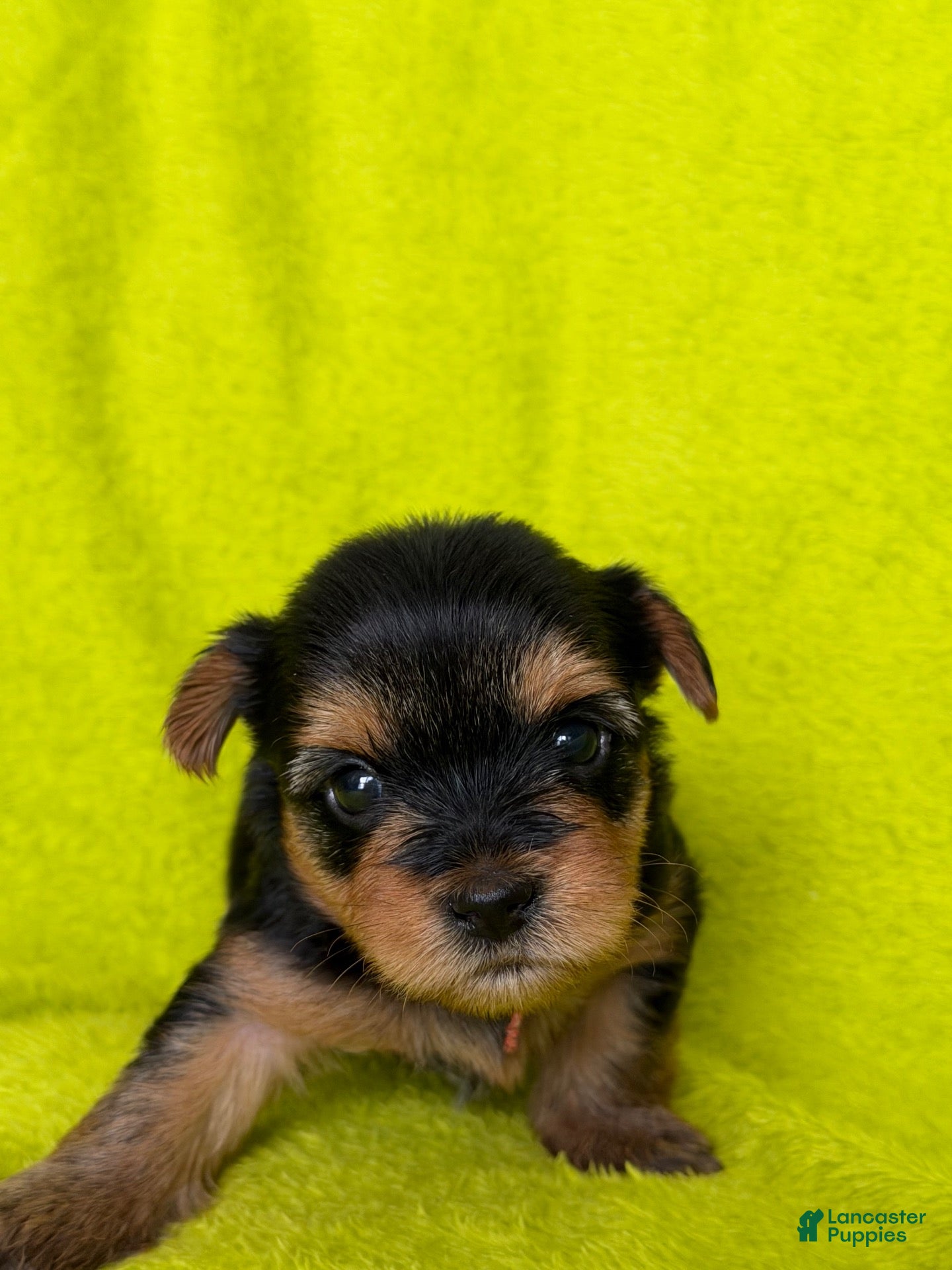 Yorkshire Terrier dogs Rocket 🧡 - Ad 20