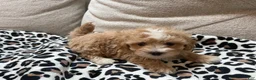 Maltipoo dogs for sale: Chip - Ad 6