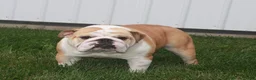English Bulldog dogs for sale: Sky - Ad 8