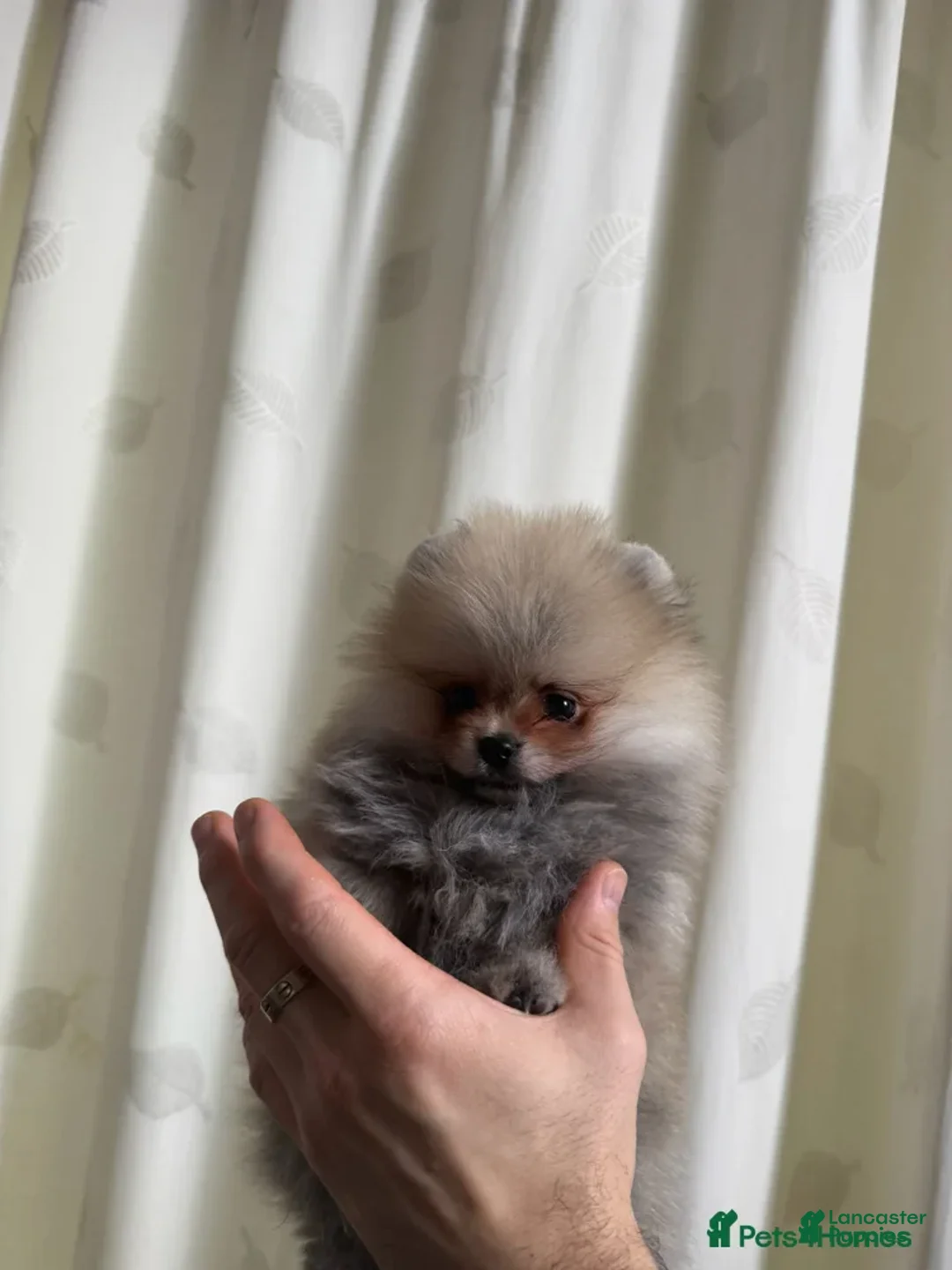 Pomeranian dogs for sale: Greg - Ad 23