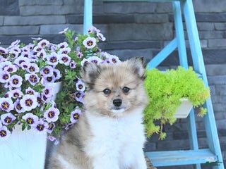 Pomeranian dogs - Ad 23