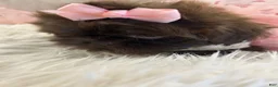 Shih Tzu dogs for sale: Coco  - Ad 12
