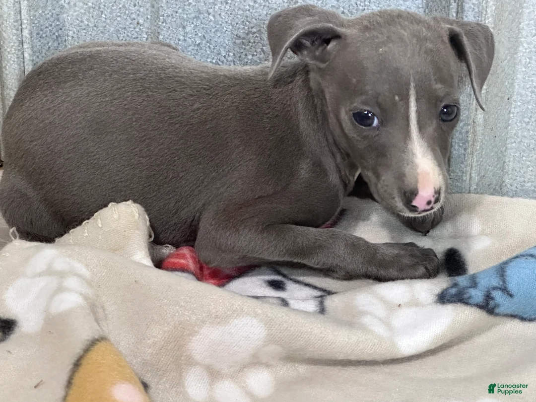 Italian Greyhound dogs for sale: Andy - Ad 2