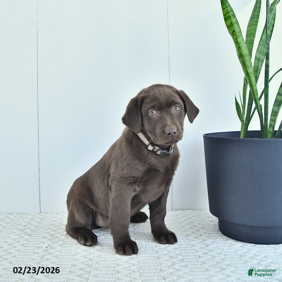 Labrador Retriever dogs Nova - Ad 2