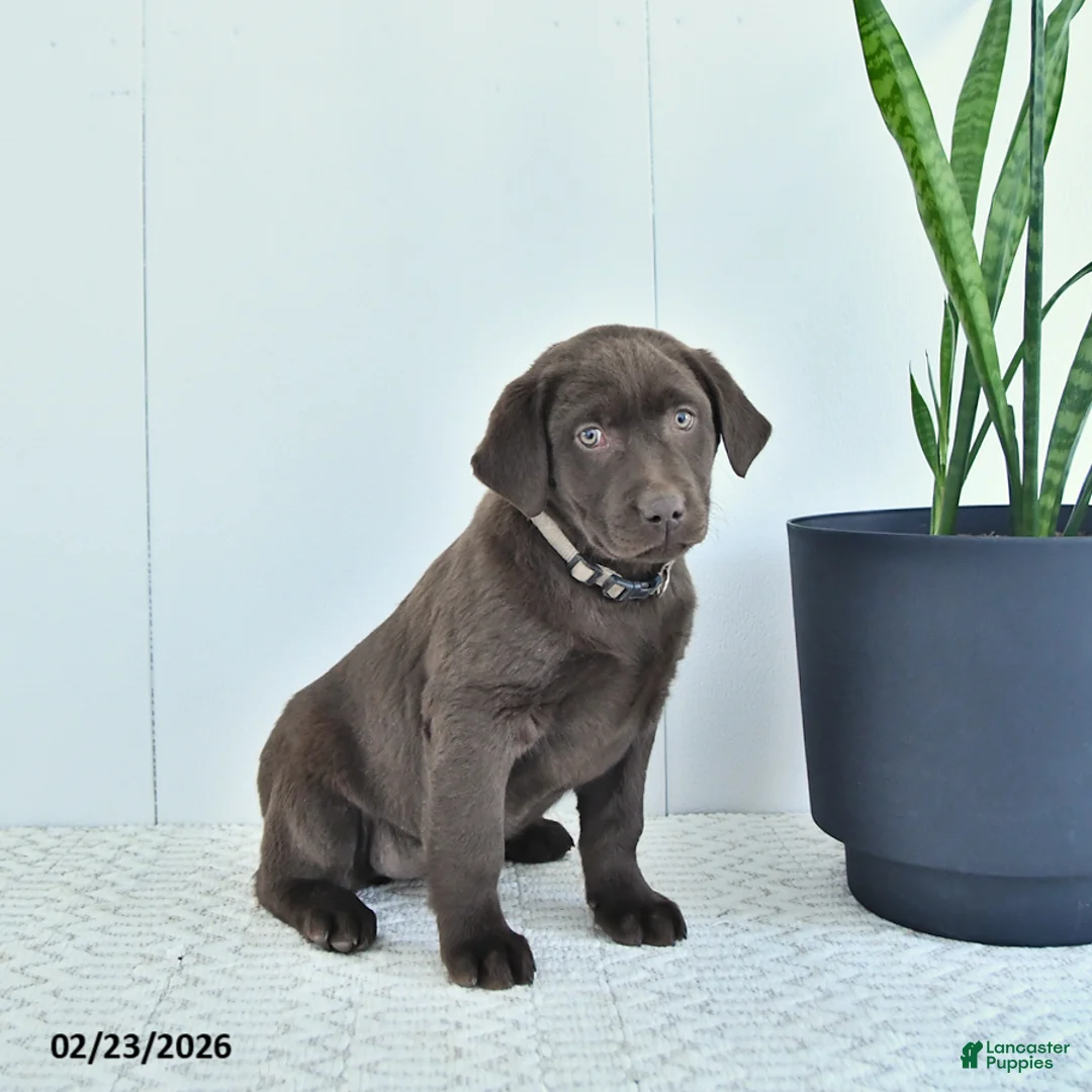 Labrador Retriever dogs for sale: Nova - Ad 2